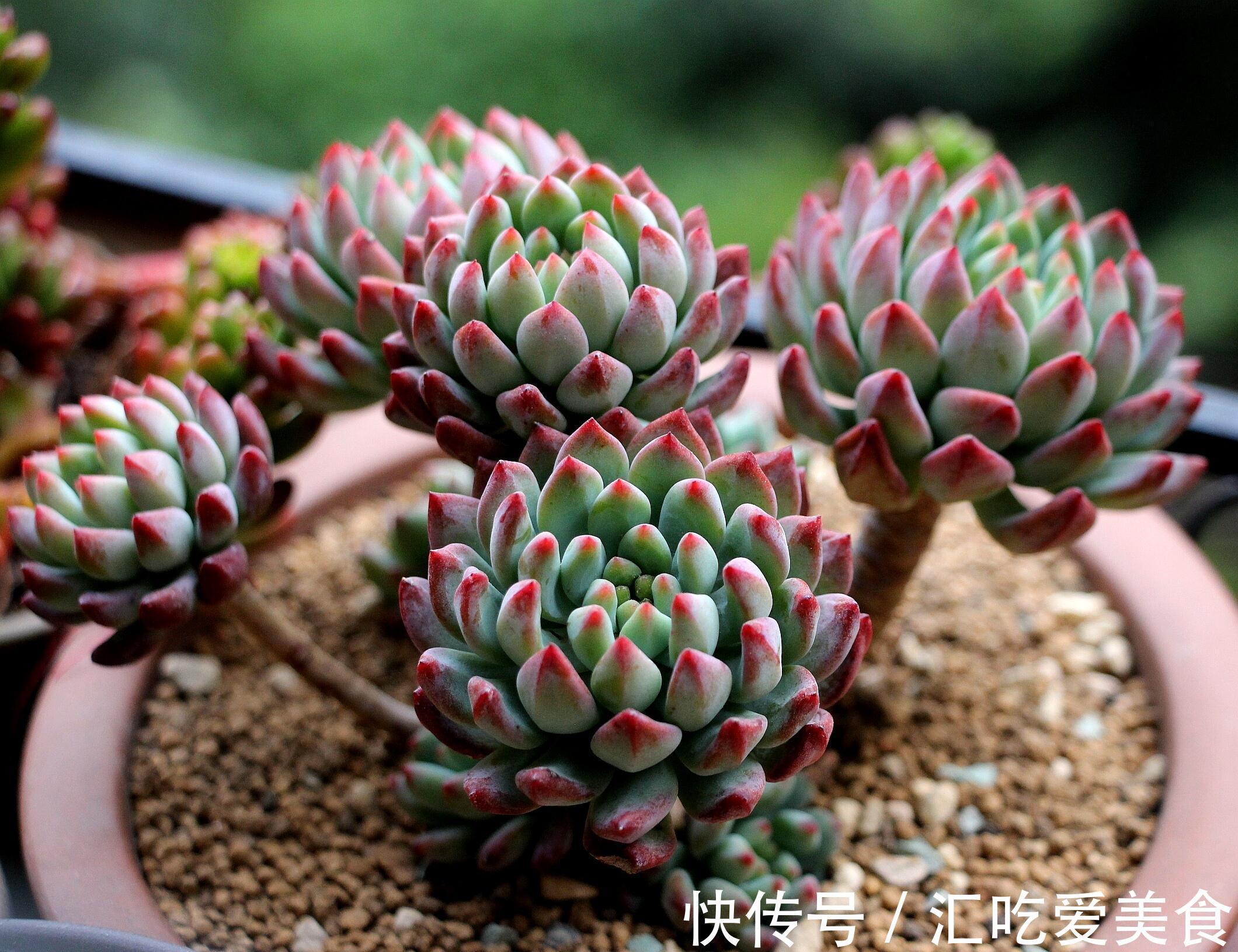 盘点那些既便宜又漂亮的多肉植物