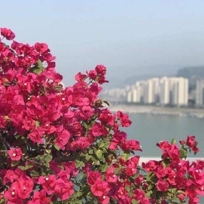 夏天养好三角梅并不难,教你花芽开满枝头!