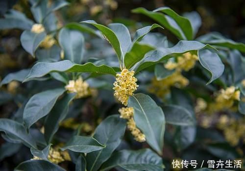 黑糯米|消化内科医生:胃不好的人,若常吃“养胃3君子”,胃病或不来扰