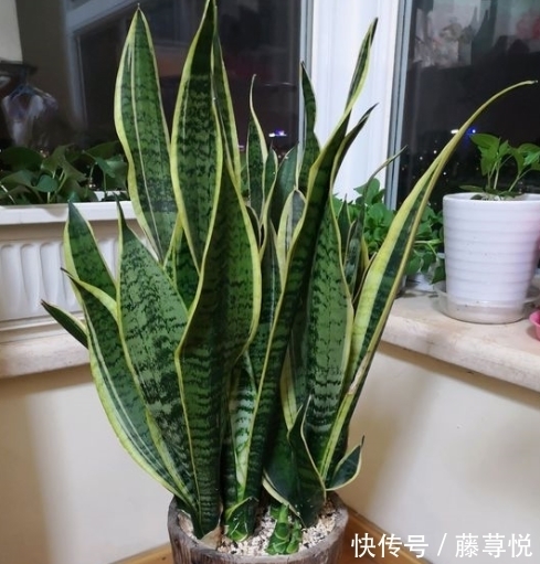 侧芽|冬天虎皮兰,正在“虚弱期”,注意3个要点,小芽一个接一个