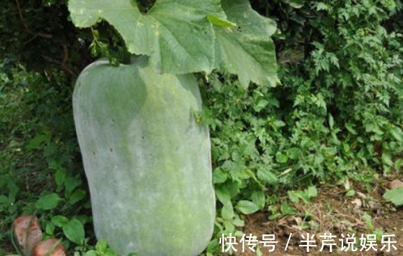 冬瓜|吃了冬瓜以后,记住别碰此种食物,为了健康着想,记得要忌口!