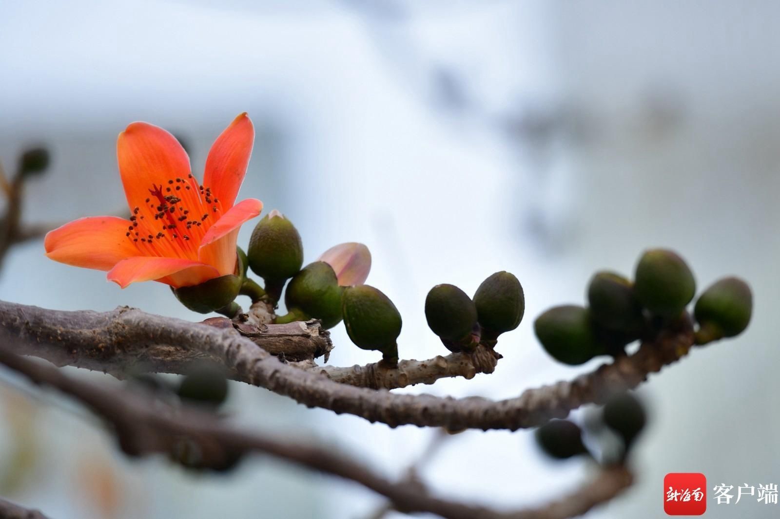 木棉花悄然开放 点缀海口街头|组图 |木棉花悄然开放 点缀海口街头\＂,\＂i12\＂:\＂组图