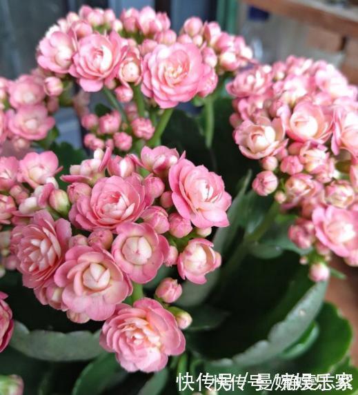 吊兰|绿萝、吊兰不要再养了,养上4种花,美感更足,还格外的富贵