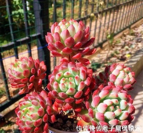 自来水|家里养多肉植物,掌握4个要点,立马变精神,叶片饱满上色美!