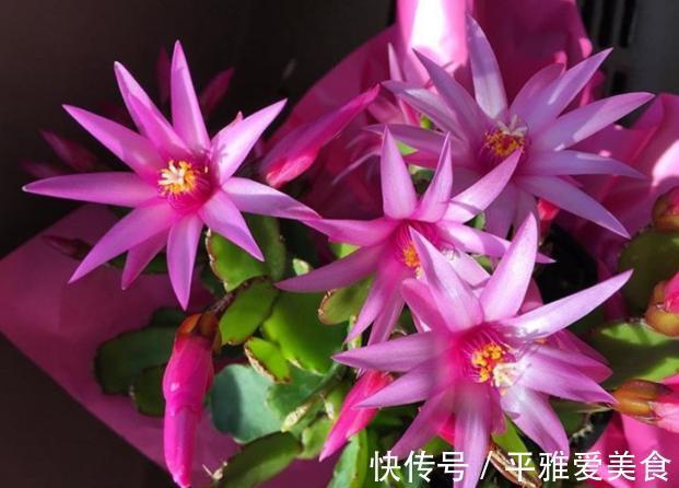 秋季|秋季入手长寿花、蟹爪兰,按照此3点护理,开花数量翻一翻