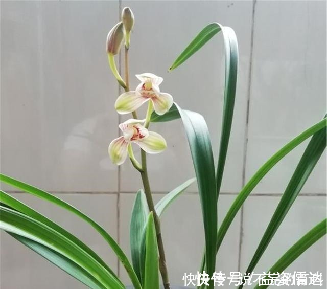 苗势|兰花长不好,把这2水果壳塞盆里,根系又多又白,苗势很旺!