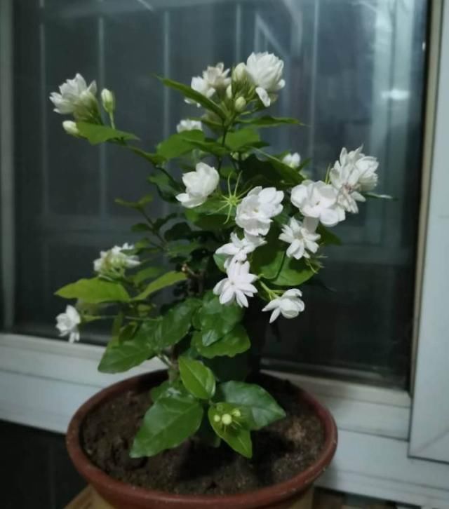 夏天养这花,每月要喂几滴食醋,叶子油绿、开花超多