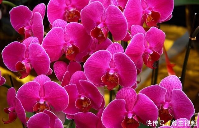 6种“热门”年宵花,个个喜庆吉利,雍容大气,颜值高,寓意好!