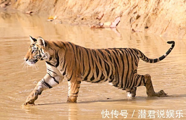 横财|十虎九不全揭秘74年生肖虎的毕生寿命，过了46岁后什么命