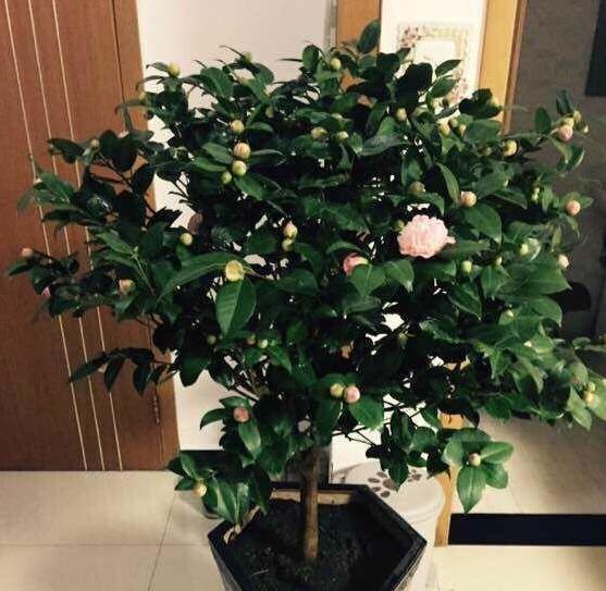 散光|北阳台阳光少,可是此7种花,照样一个劲儿开花,连开几个月