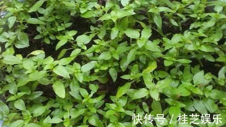 居家养花草,哪些植物好看又好养盆栽此5款,有些还能吃