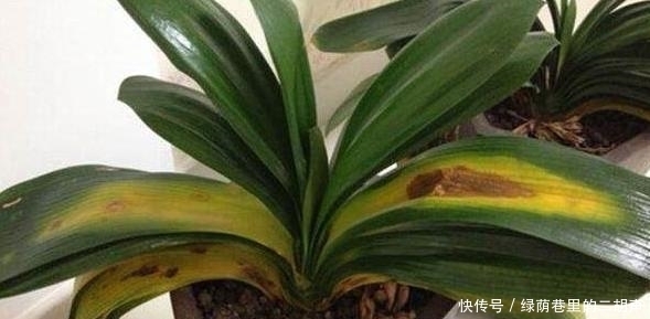 施肥|我把盆栽君子兰养成这样,好心疼,老婆只用3天将它变黑绿发亮!