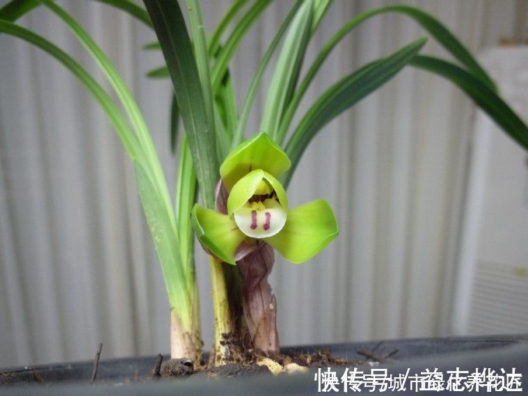 兰花|浇水是门学问，有的人隔三差五勤浇水，兰花最后还是被干死