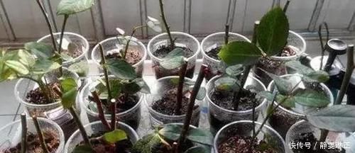 家里养花怎能少了它们！当花盆，独特、美观又省钱！