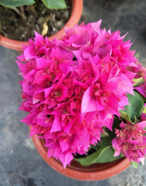 想让三角梅开满盆,这“4点”一定要做好,开花不断