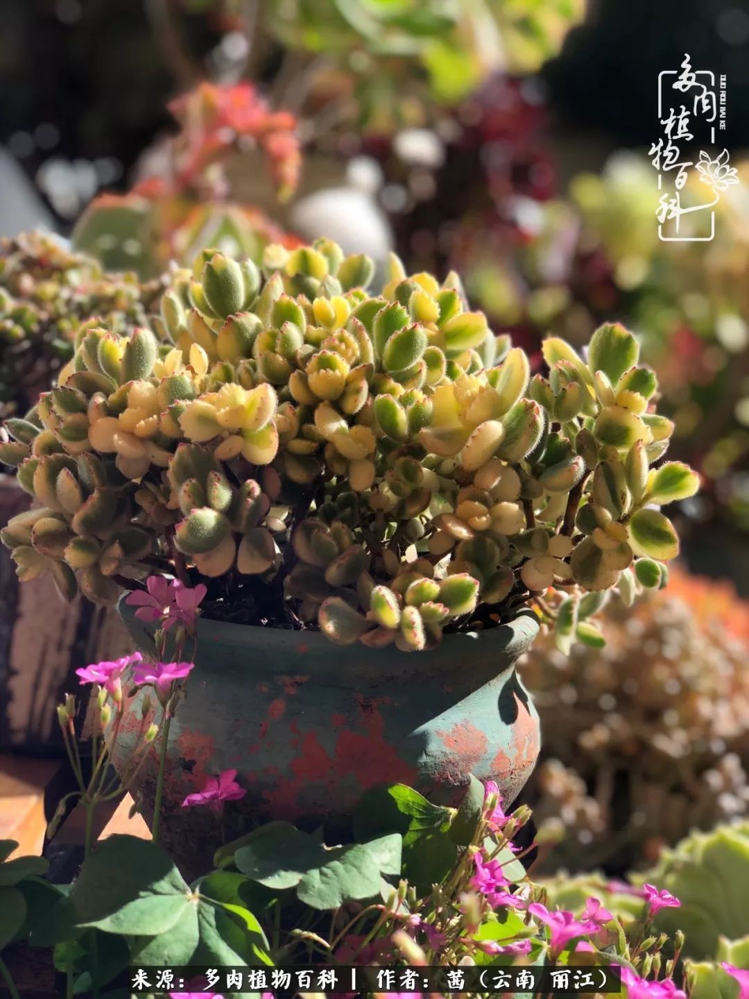 一年四季不同景，一院多肉陪我后半生！