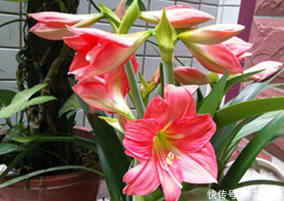 光合作用|夏天朱顶红这么养，种球长得硕大饱满，花期才能开花更大更鲜艳