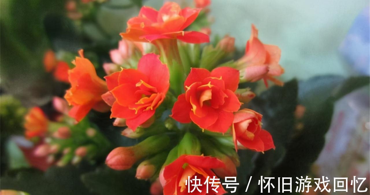 怕涝|这4种特别怕涝的植物,浇水一定要当心,别让你的大意害死了它们