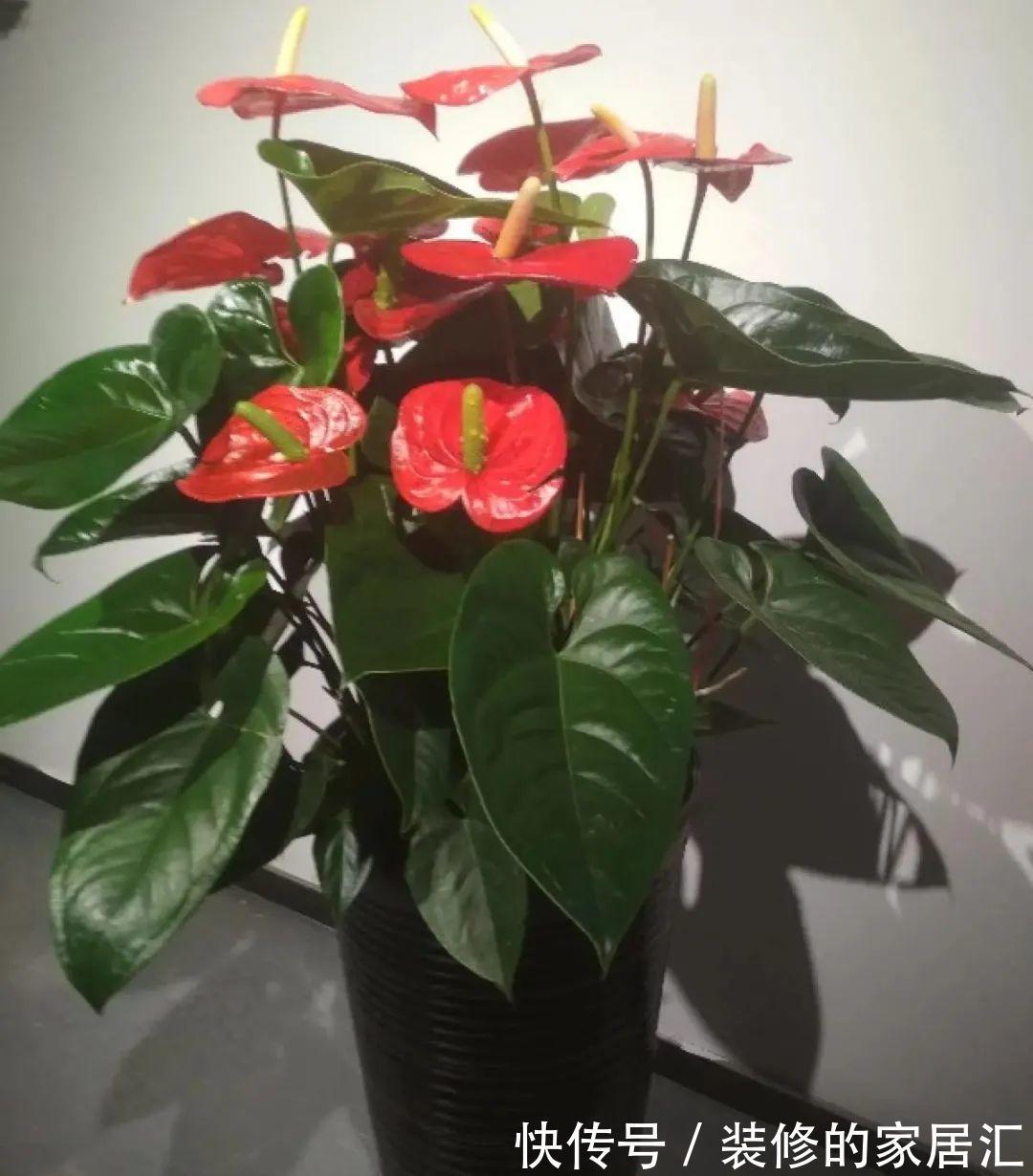 枝条|6种花别养老桩,越老越不开花,赶紧扦插备份