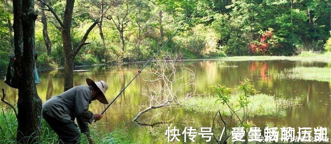 老话讲“钓鱼要钓草,不然要白跑”!但这4种水草钓也白跑