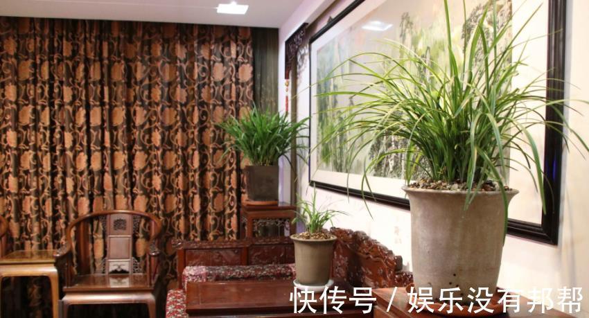 习性|室内养兰花盆栽，摆在哪里更合适？阳台就不错