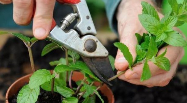 养花|养花2种扦插方法,掌握“关键点”,扦插不再难,扦插一棵活一棵