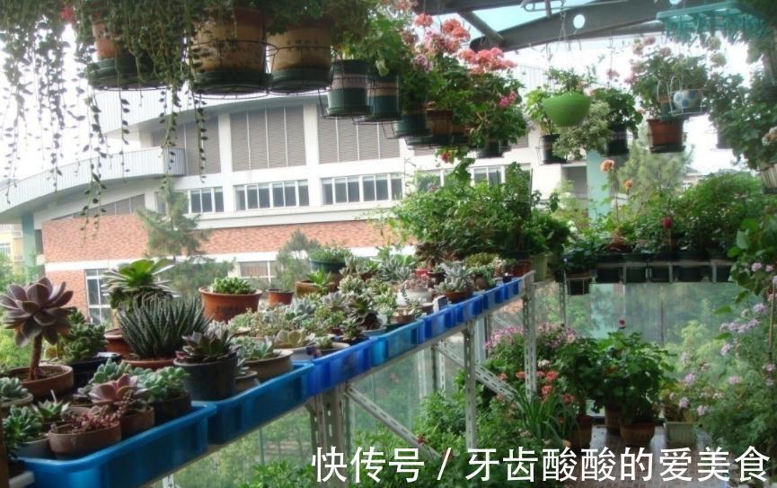 冬天盆栽这4样植物,“懒养”比“勤养”好,不信你试试