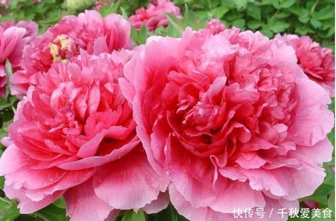 家养|家养几款花卉,花叶俱美,三季开花,丢土里就能活