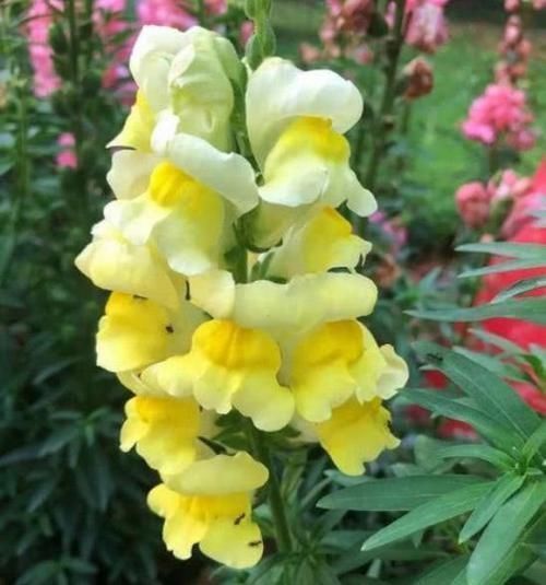 植株|3种花,花朵大、颜色艳,一养就上瘾,抓紧养一盆
