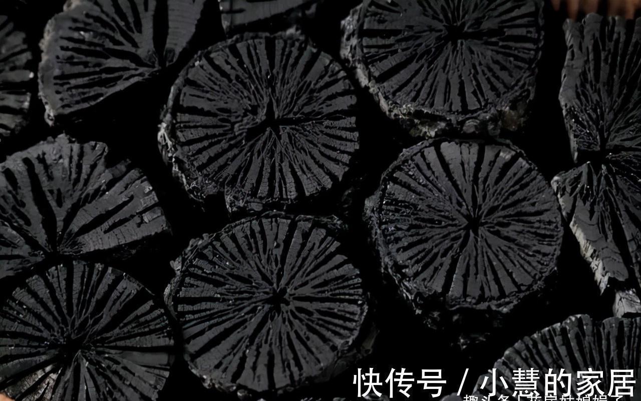 柳树皮|养好君子兰要先养好根,四种东西养根又护根,是多年经验的积累