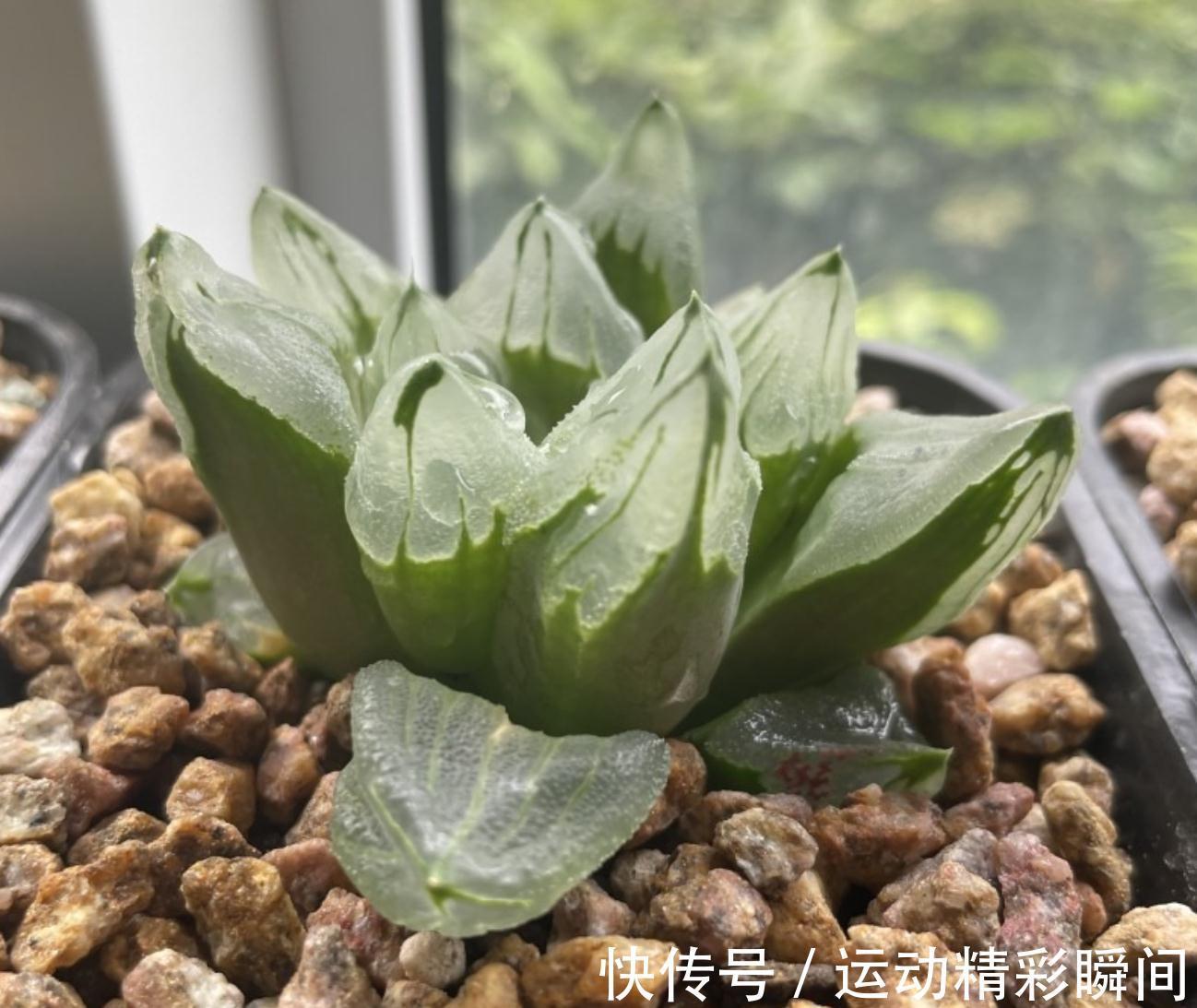 多肉小苗别急着控养,做好这四点,轻松控养出漂亮的多肉