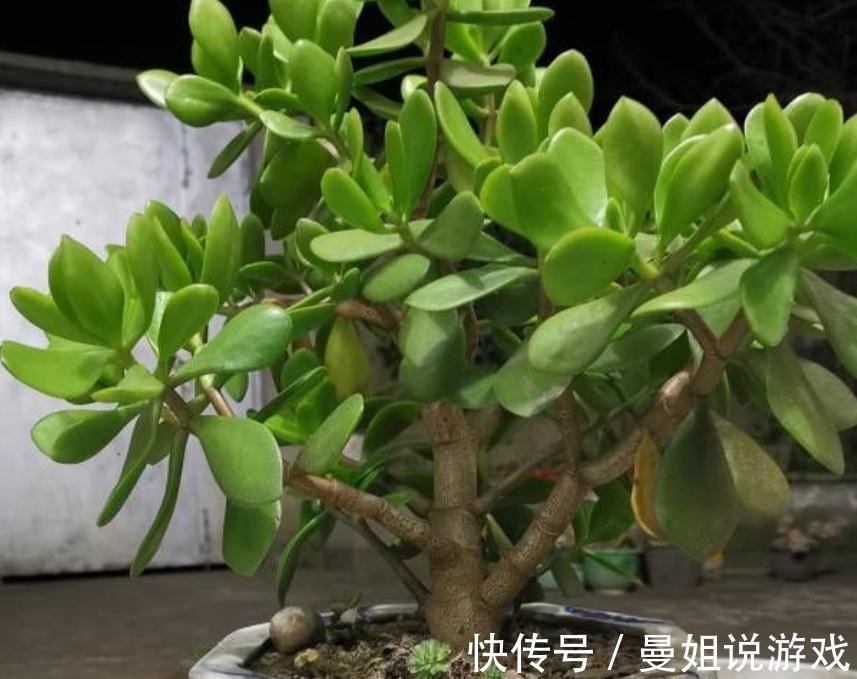 冬天养玉树，想盆栽叶绿茂盛，除了掐枝，还需抓住这几个关键点