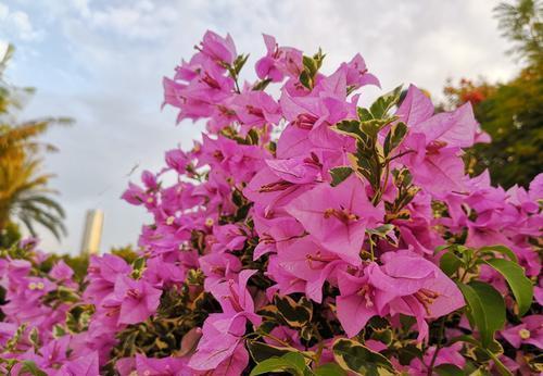 冬天养三角梅,避免3个错误,安全过冬,憋出新芽,养成繁花老桩