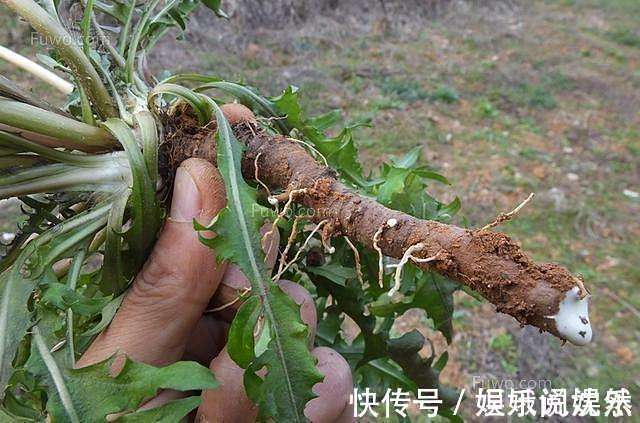 毒素|肝脏不好,不要忙着吃药,多吃此根,保护肝脏,还排出身体的毒素