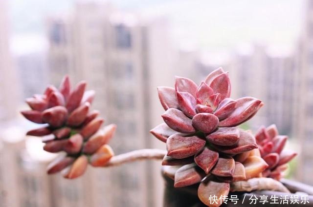 新手养什么多肉好这3种,好看好养,度夏无压力,长满一大盆!