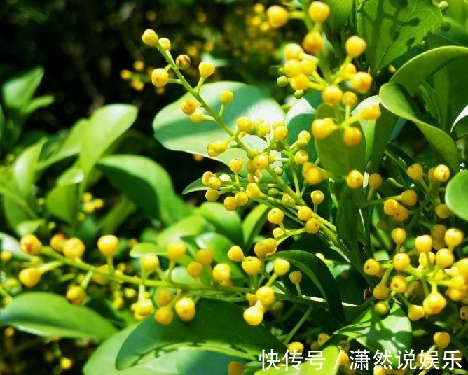 此花,芳香胜“香水”,花苞似“金珠”,家养一盆,四季闻香赏花
