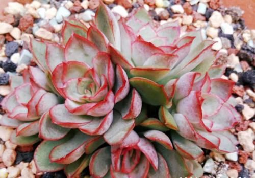 冬天给多肉施肥？最好不要，多肉要么吸收不了，要么会长成“菜”