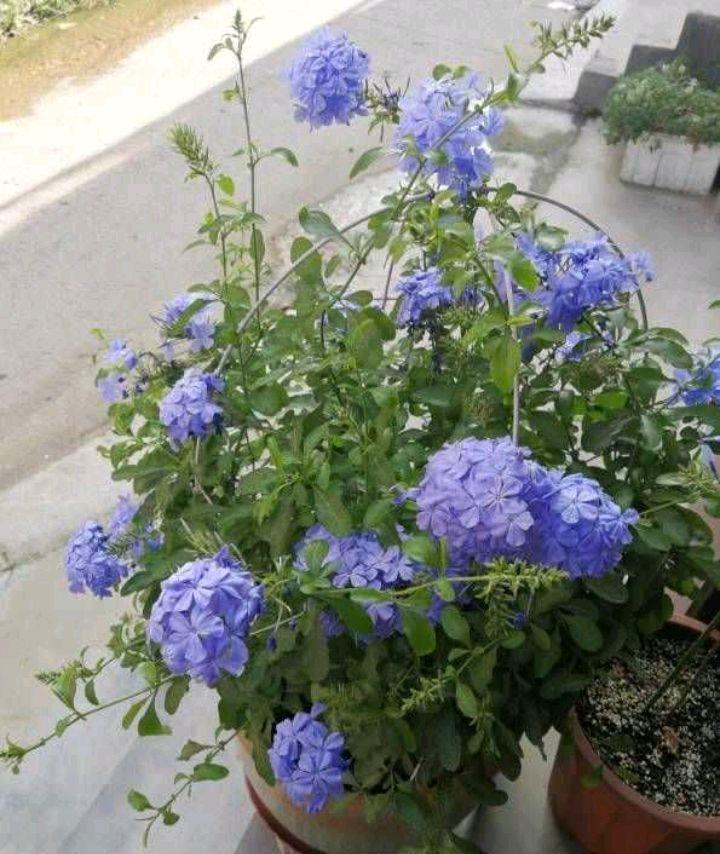 让蓝雪花开花更多,天天开花,开成花墙的“两个”方法