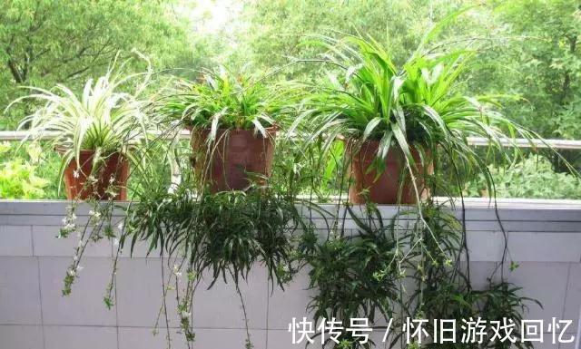 青叶吊兰|吊兰是如何繁殖和打理的