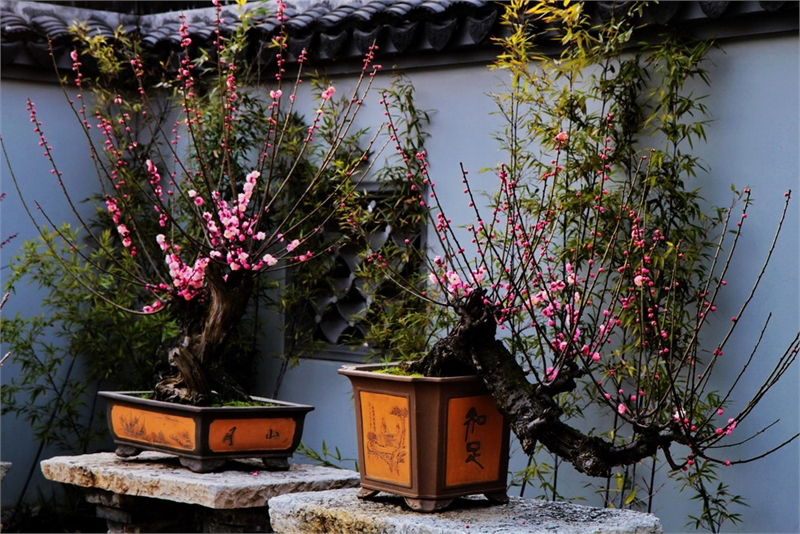 菊花|5种“吉祥花”，古代人也喜欢养，寓意好又富贵，日子越过越舒心