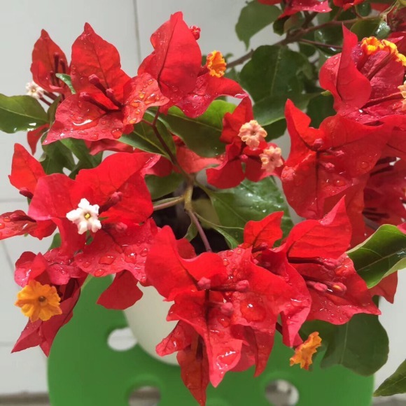 花朵|你见过比它们还红的花吗纯正的国旗红,艳丽夺目!