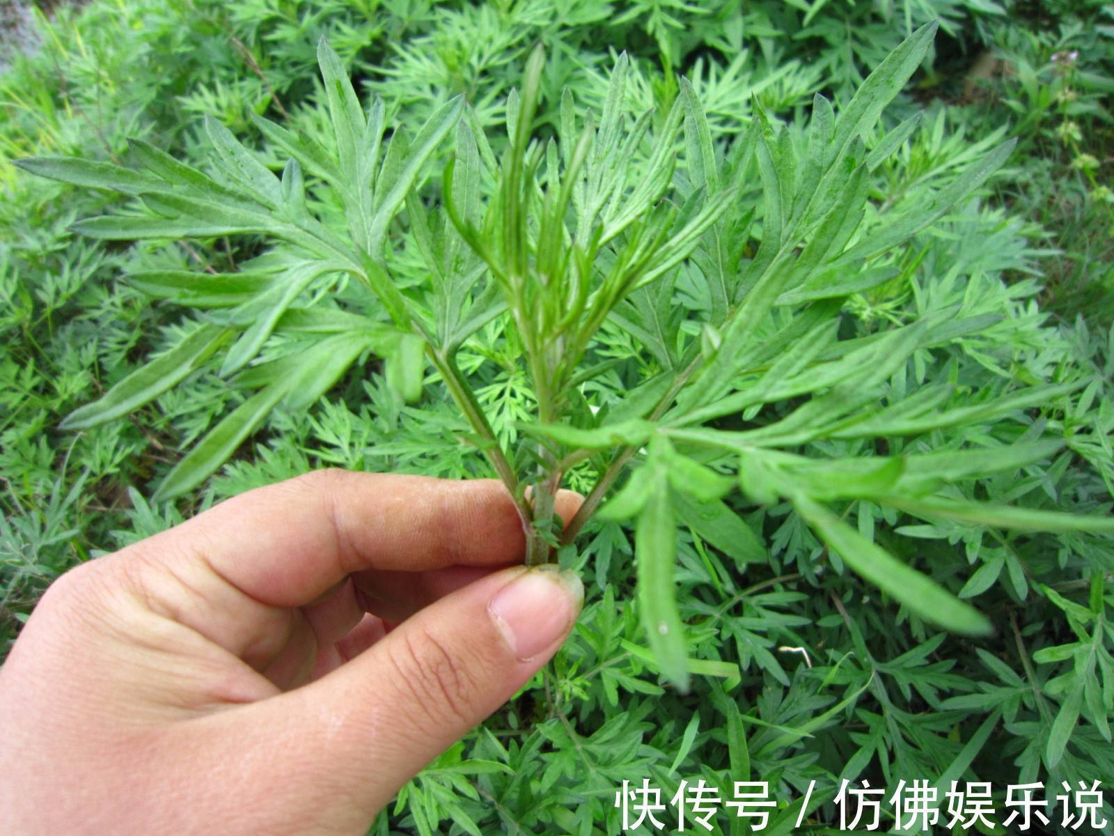 艾叶|鼻炎不管多厉害,一把艾叶就搞定,方法一学就会,效果好还不反复