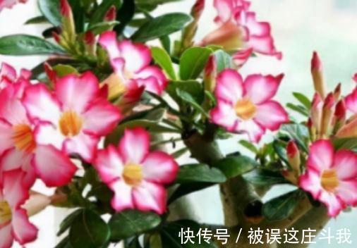 越漂亮的花越有毒。快来了解这18种“大毒化”。提高知识不吃亏