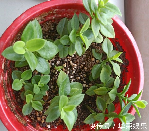 这种花超易繁殖,一根茎就能长满一个阳台,勤掐苗枝多花繁