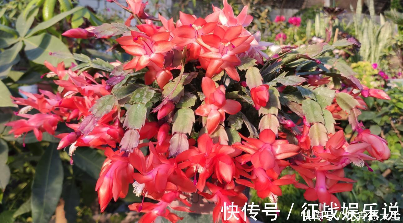 施肥|蟹爪兰二次开花小技巧,好多人都不知道,原来只要简单3步就可以