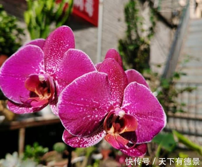 春节后养蝴蝶兰,做好3件事,不再“花后死”,还能一盆变多盆