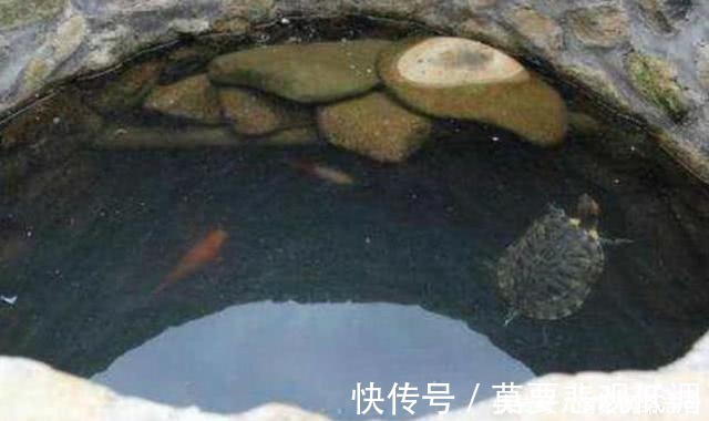 乌龟&古人挖井时,为何会先在井底放只乌龟?并非迷信而是出于科学考虑