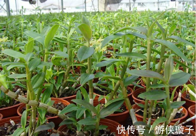 几种花很漂亮，好吃又养生，懂花的人都喜欢，你家有吗