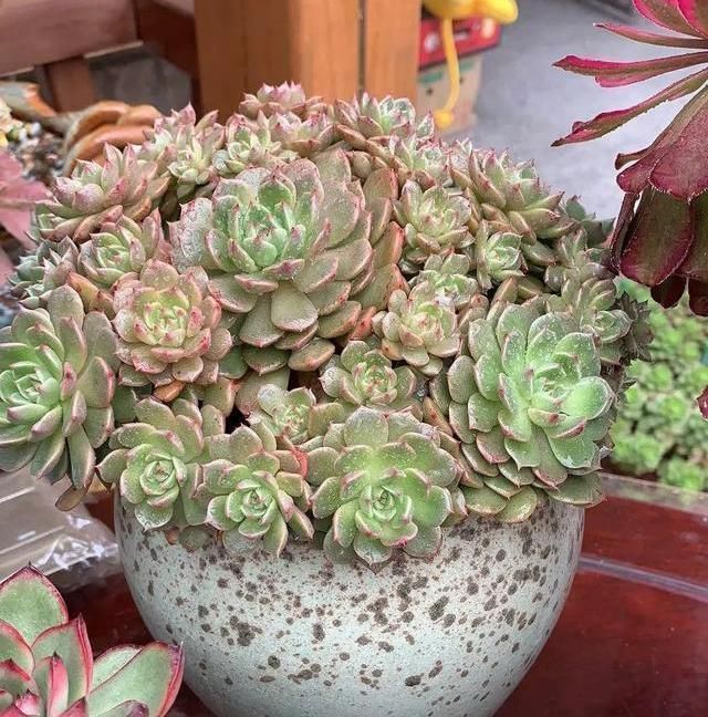 烂根|新手养多肉,教你“几招”,个个长得旺,远离烂根、化水