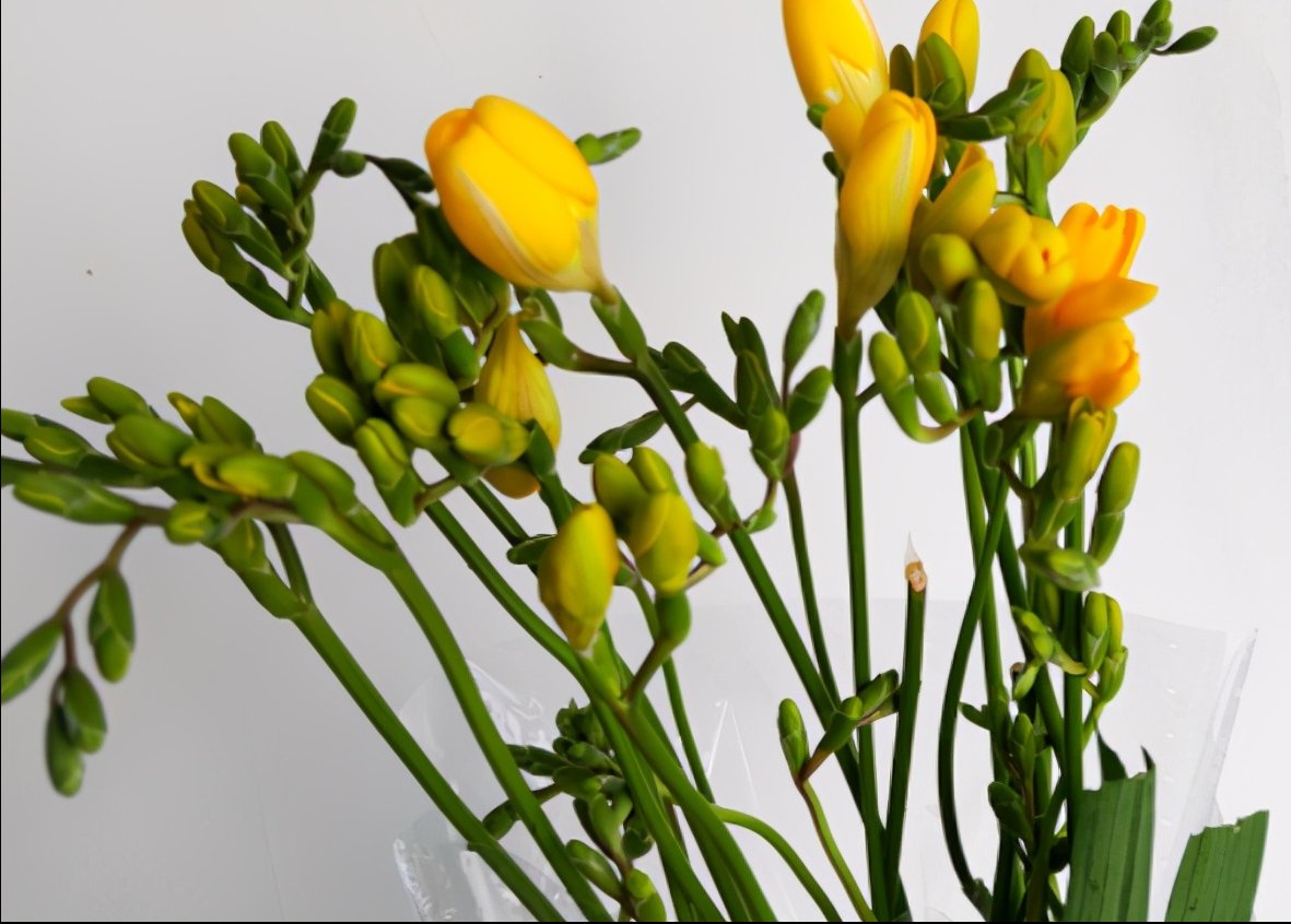 香雪兰花量大，养护简单，室内养一盆，香气浓郁，充满浪漫的气息